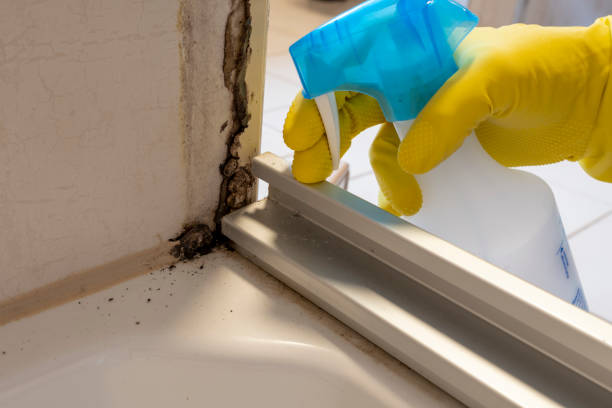 Best Basement Mold Remediation in Dravosburg, PA