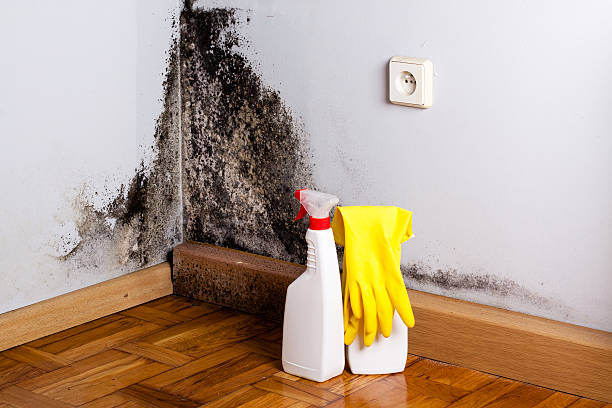 Trusted Dravosburg, PA Mold Remediation Experts