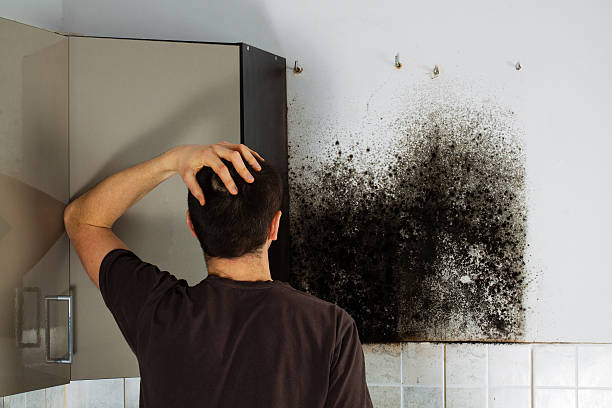 Best White Mold Remediation in Dravosburg, PA